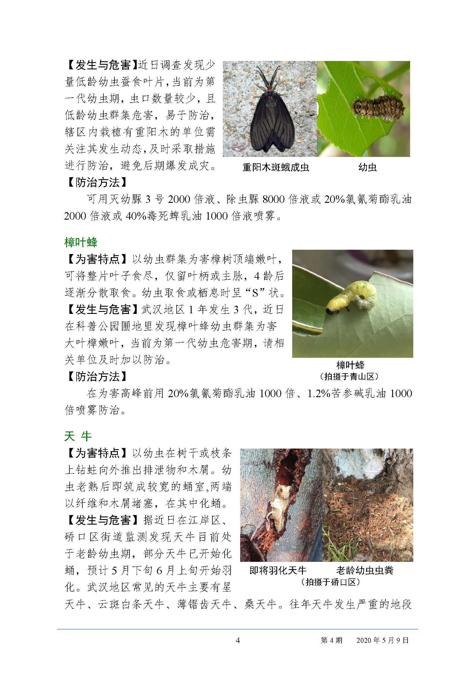 武汉园林病虫害预测预报 2020年第4期