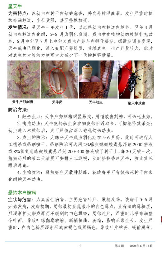 武汉园林病虫害预测预报 2020年第5期