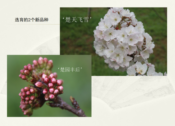 我院申报的樱花国家花卉种质资源库入评第二批国家花卉种质资源库专家评审