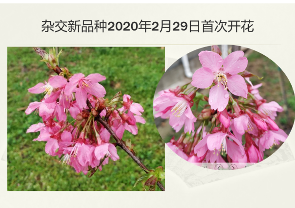 我院申报的樱花国家花卉种质资源库入评第二批国家花卉种质资源库专家评审