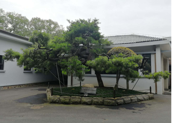我院专家为“名木”把脉问诊