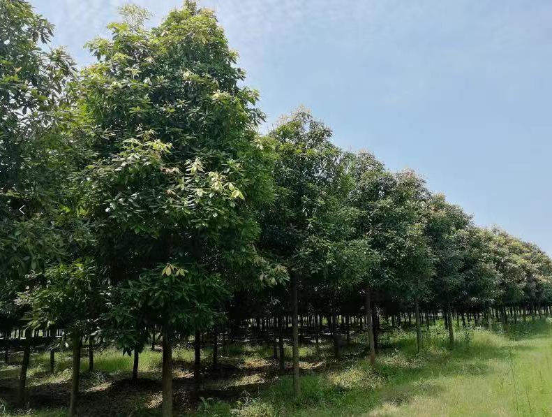 “樟科楠属植物的开发应用”课题顺利通过验收