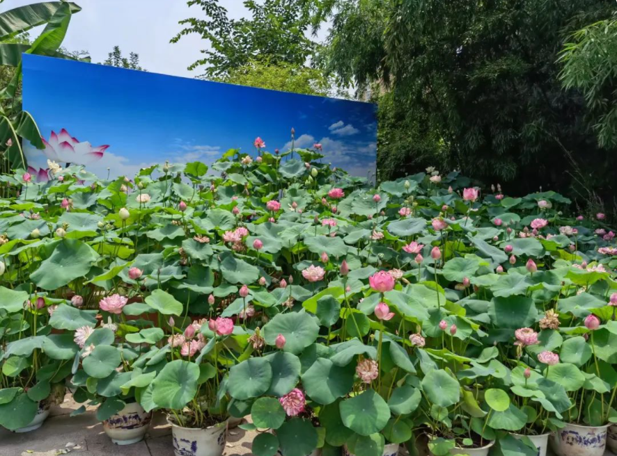 建党百年芳华盛，映日荷花别样“红”