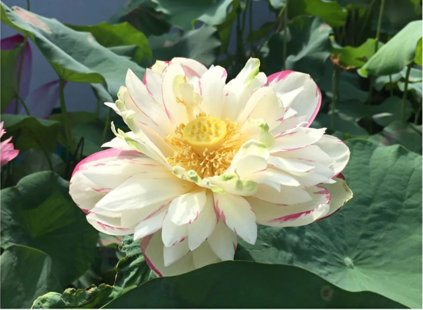 建党百年芳华盛，映日荷花别样“红”