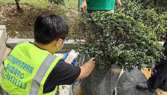 植物医生“把脉会诊”，盆栽杜鹃有望新生
