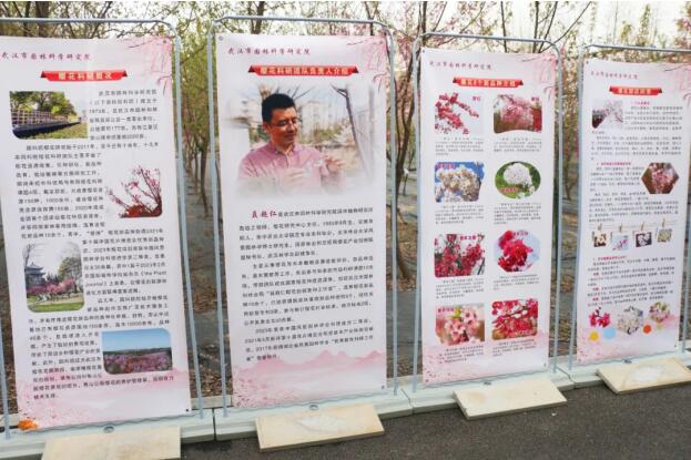 在“国樱摇篮”园科院，共赴樱花嘉年华