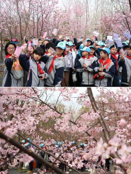 在“国樱摇篮”园科院，共赴樱花嘉年华