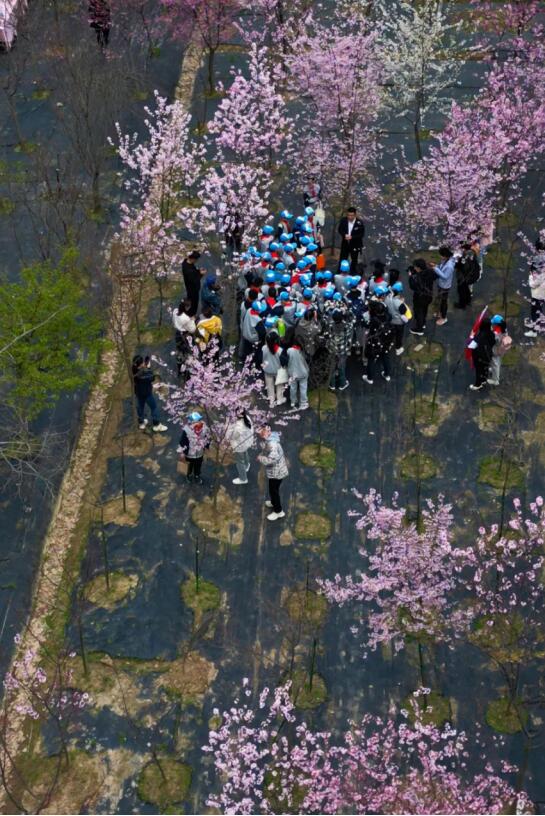 在“国樱摇篮”园科院，共赴樱花嘉年华